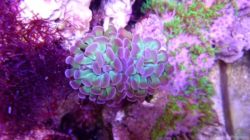 Euphylia mitlerweile geteilt mit zwei ´köpfen´ von Nano Jojo (17)