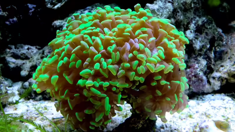 Fimbriaphyllia paraancora im Aquarium halten (Einrichtungsbeispiele für Hammerkoralle)