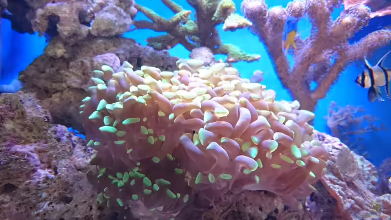 Euphyllia  von WittaMine (39)