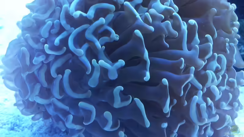 Euphyllia ancora von ollil81 (13)