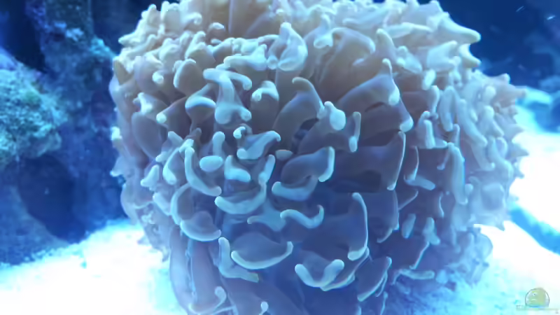 Euphyllia ancora von ollil81 (14)