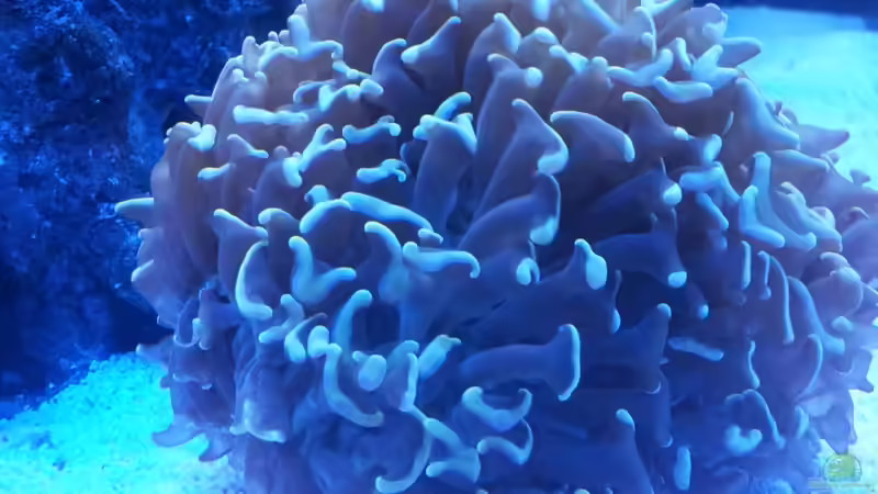 Euphyllia ancora von ollil81 (15)