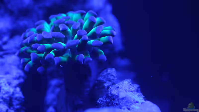 Euphyllia bei Blaulicht von Nano Jojo (12)