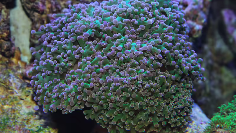 Euphyllia divisa - Großpolypige Steinkoralle von meerwasser-gb (3)