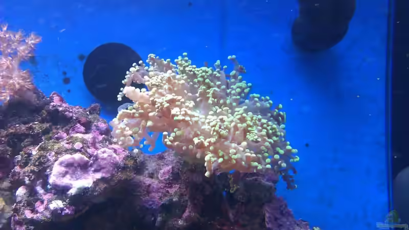 Euphyllia glabrescens - Großpolypige Steinkoralle von Rene Rohrer (20)