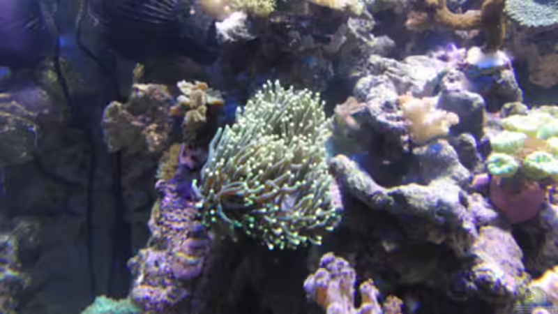 Euphyllia glabrescens von Steffen Ruck (23)