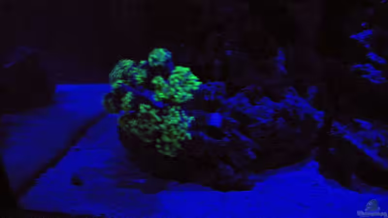 Euphyllia im Mondlicht von Dominik N. (37)