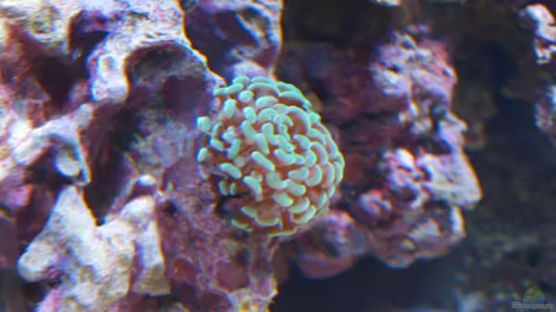 Euphyllia paraancora - Hammerkoralle von Christian Holtkamp (5)