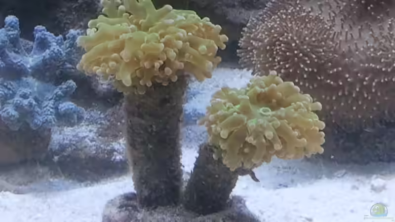 Euphyllia paraancora - Hammerkoralle von David F. (20)