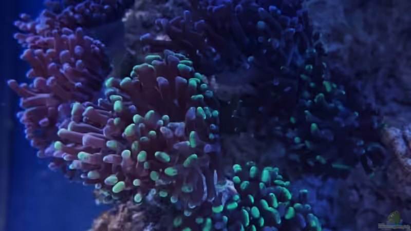 Euphyllia paraancora - Hammerkoralle von ~Elena~ (13)