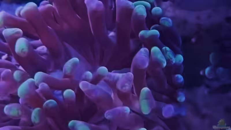 Euphyllia paraancora - Hammerkoralle von ~Elena~ (14)