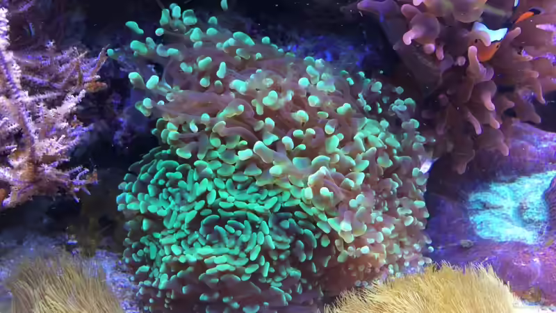 Euphyllia paraancora - Hammerkoralle von Holger Höhn (20)