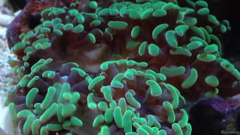 Euphyllia paraancora - Hammerkoralle von reefaddict (12)