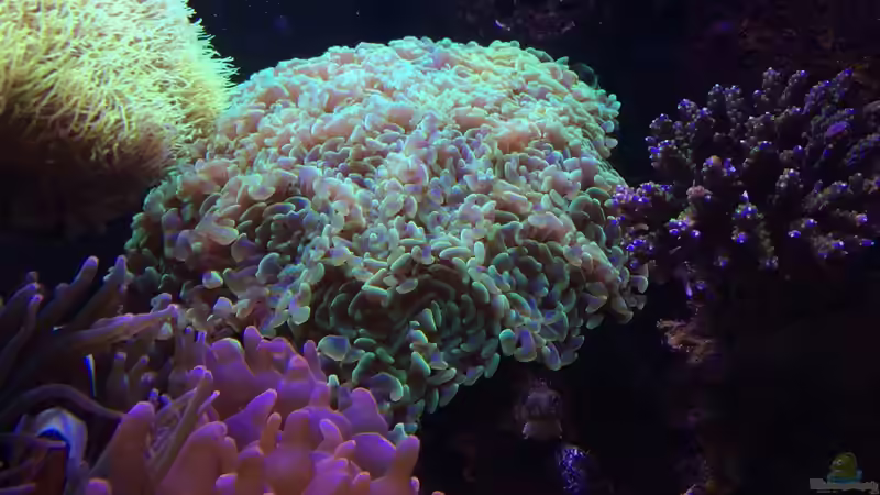Fimbriaphyllia paraancora im Aquarium halten (Einrichtungsbeispiele für Hammerkoralle)
