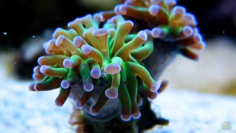 Euphyllia paraancora  von Malawigo (48)