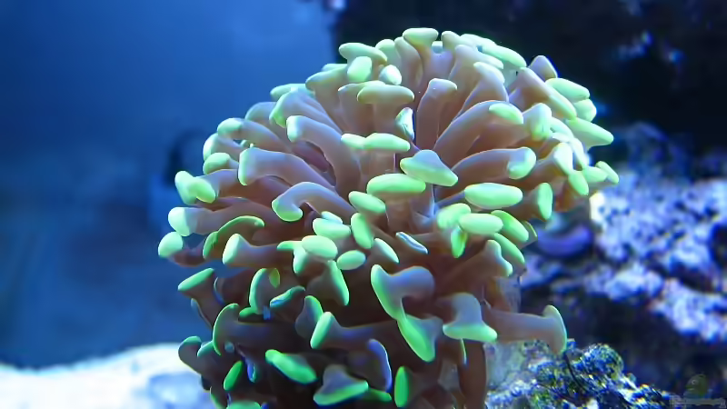 Euphyllia paraancora von Petra Kallmeyer (11)