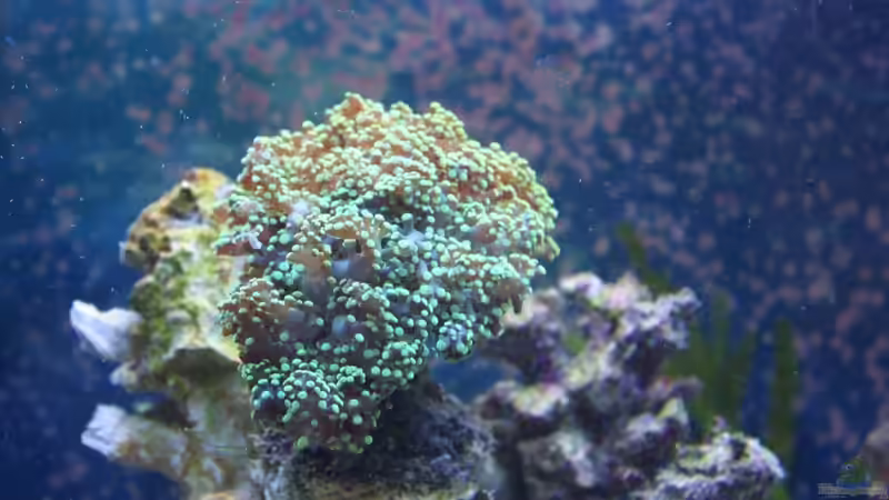 Euphyllia paraancora von Thorsten John (35)