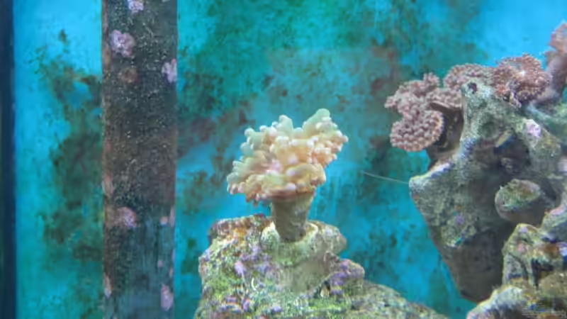 Euphyllia paradivisa - Froschlaichkoralle [ April ] von Christian Schneider (21)