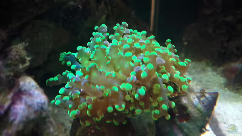 Euphyllia paradivisa - Froschlaichkoralle 6.04.12 von Dirk Schäfer (22)