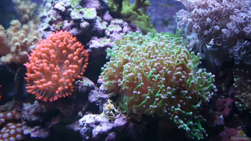 Euphyllia paradivisa - Froschlaichkoralle von Susanne Axt (13)