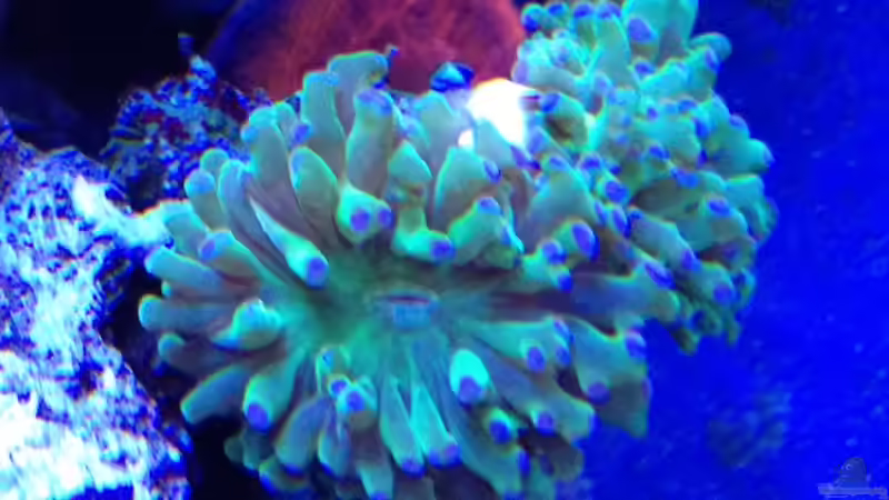 Euphyllia paradivisa frag V2 von Andreas Stiller (67)