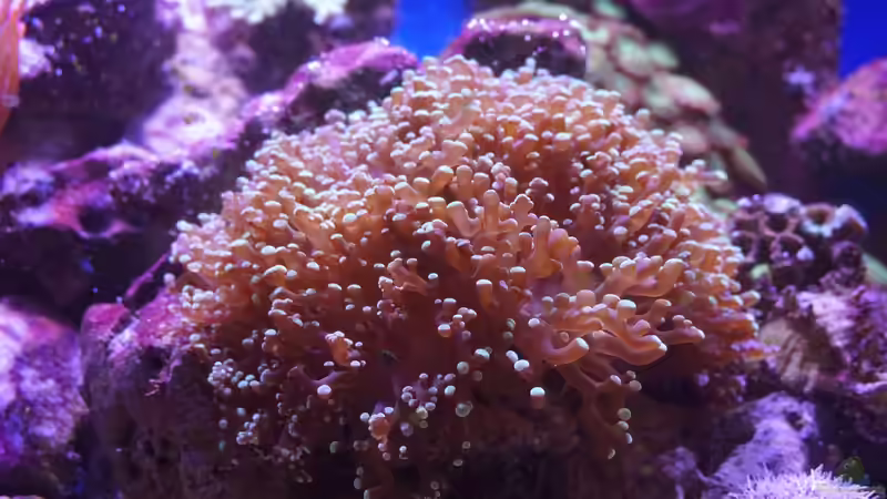 Euphyllia paradivisa (Froschlaichkoralle) ´Heute´ 11.14 von Manni1884 (17)