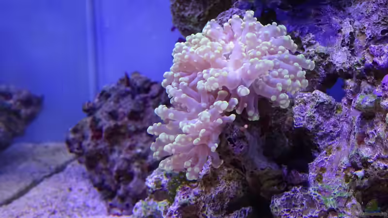 Euphyllia paradivisa (Froschlaichkoralle) von Junglist (34)