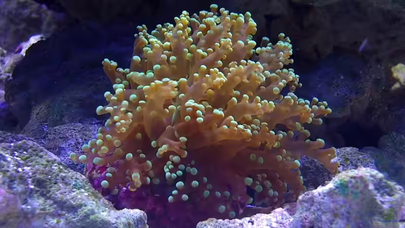 Euphyllia paradivisa (Froschlaichkoralle) von Stephan Grün (24)