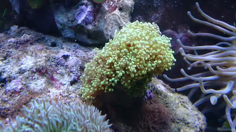 Euphyllia paradivisa (Froschlaichkoralle) ´Vorher´ 02.14 von Manni1884 (16)