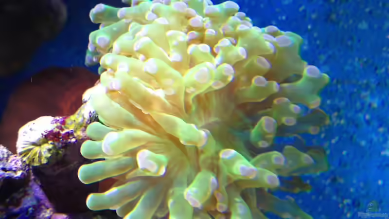 Euphyllia paradivisa von Andreas Stiller (77)