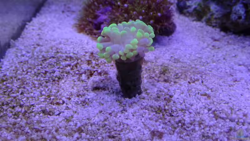 Euphyllia paradivisa von Junglist (31)