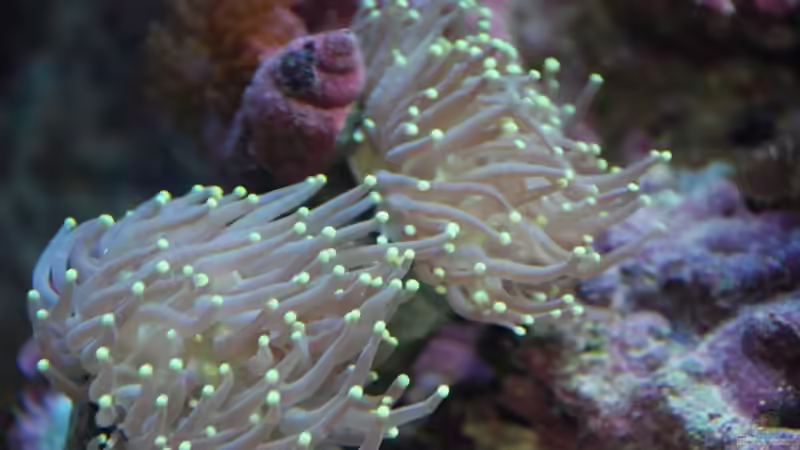 Euphyllia paraglabrescens - Großpolypige Steinkoralle mit Einsiedler von reefaddict (11)