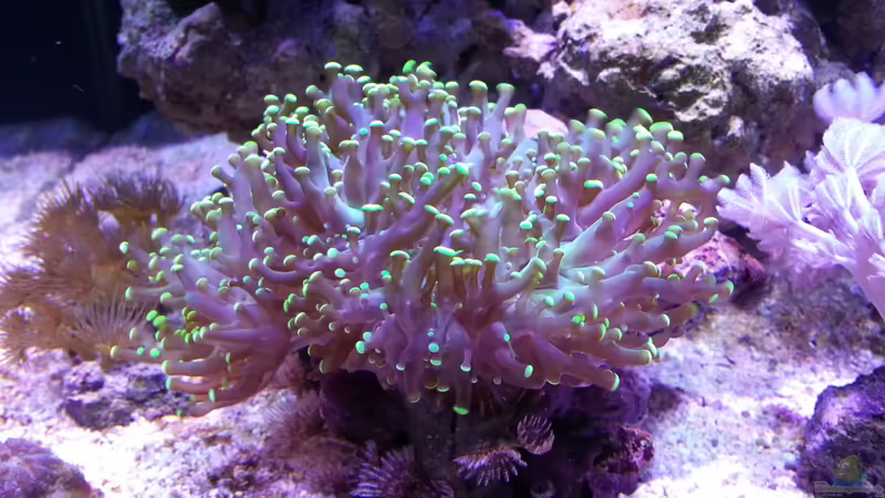 Euphyllia von BenoN (18)