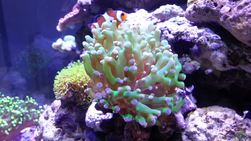 Euphyllia von BenoN (19)