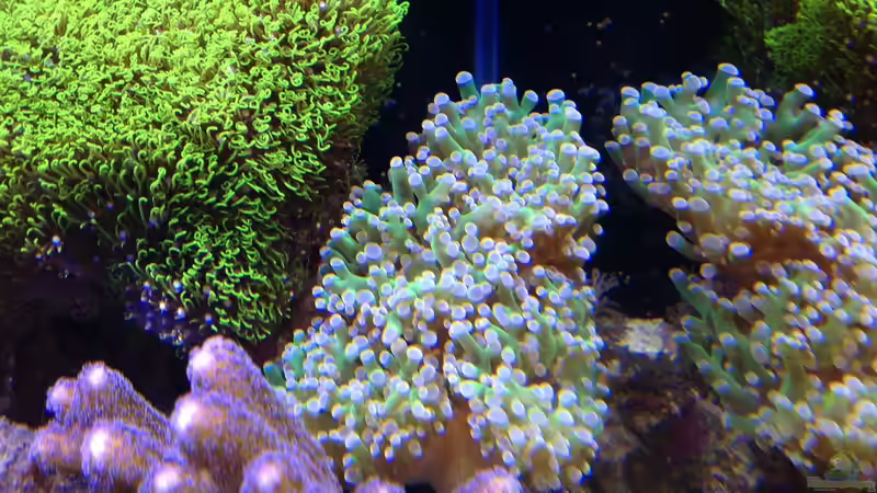 Euphyllia von BenoN (9)