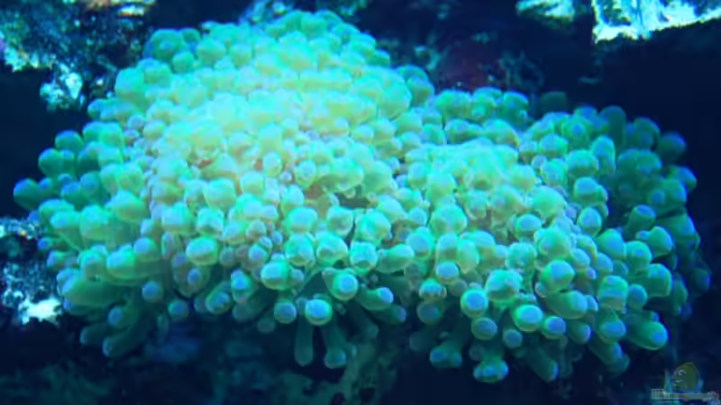 Euphyllia von DaHeit1982 (23)