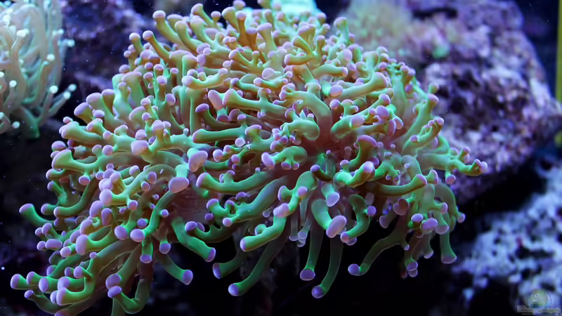 Euphyllia von die Perle... (20)