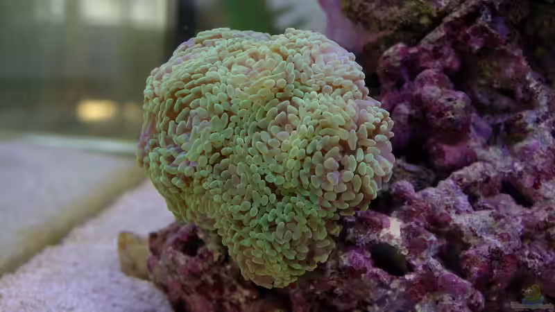 Euphyllia von Dominik N. (36)