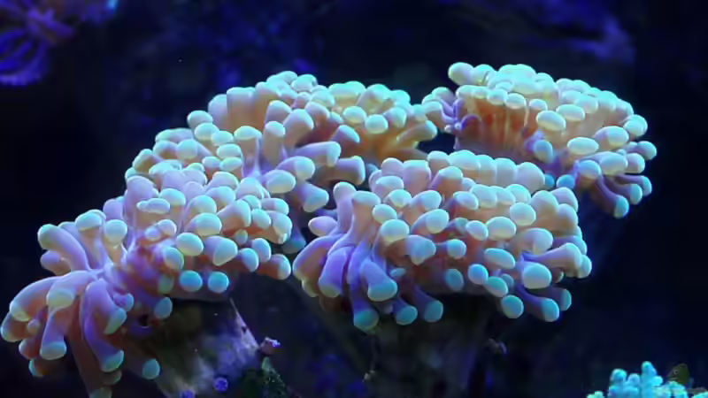 Euphyllia von Eva Göschl (16)