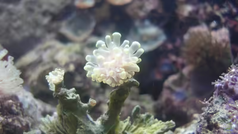 Euphyllia von Jane Vogeler (6)