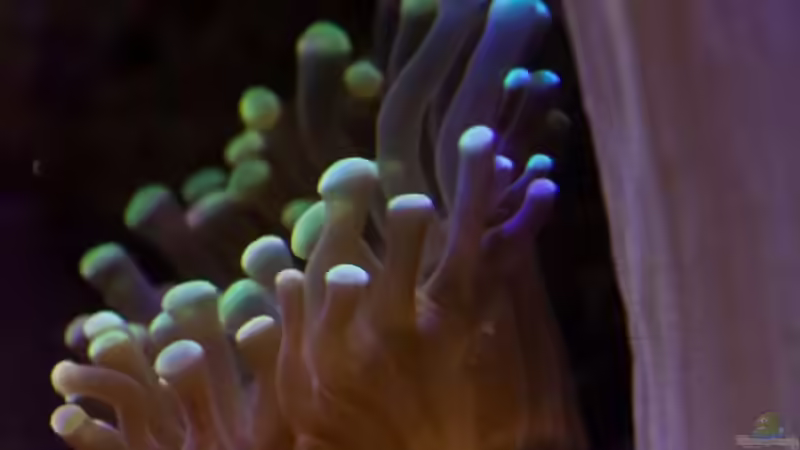 Euphyllia von starhopper (28)