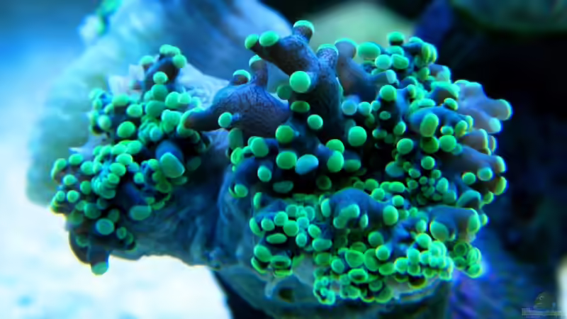 Euphyllia yaeyamaensis von Malawigo (17)