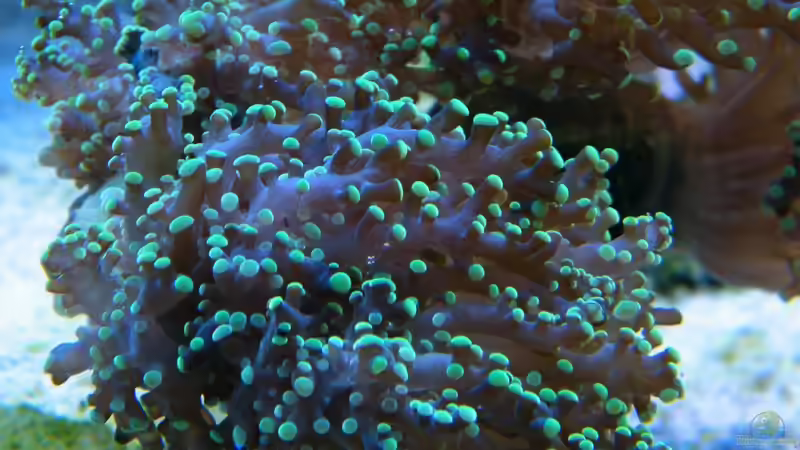 Euphyllia yaeyamaensis von Malawigo (19)