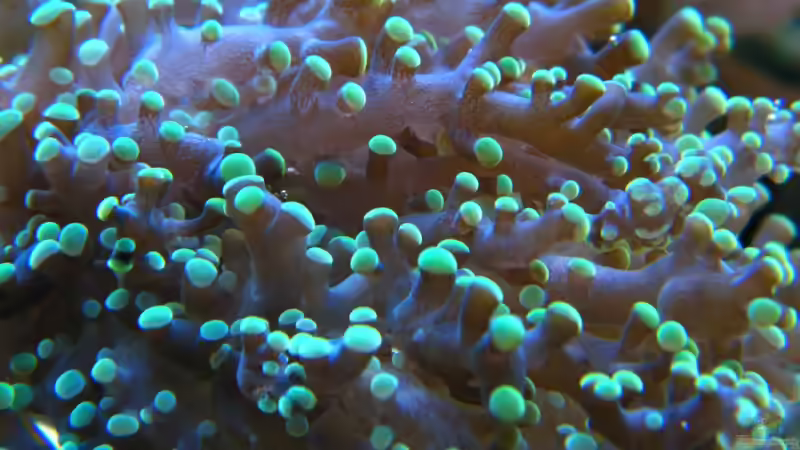 Euphyllia yaeyamaensis von Malawigo (20)