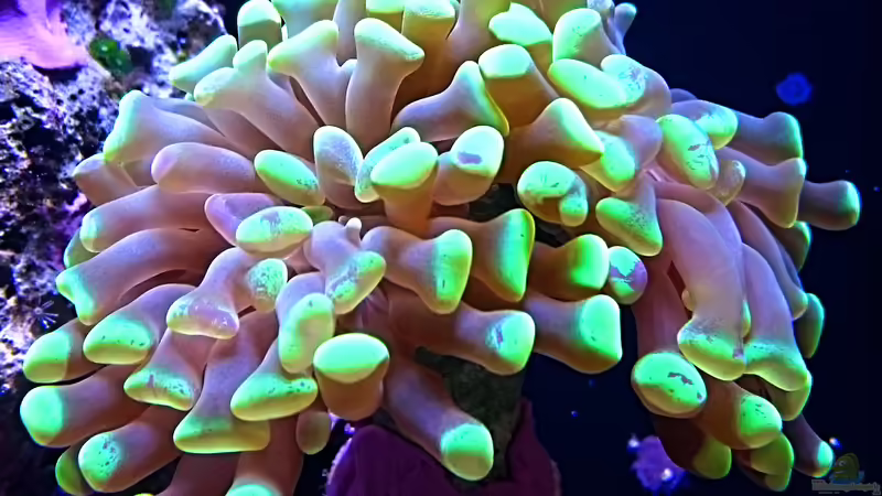 Euphylllia  von Nano Jojo (21)