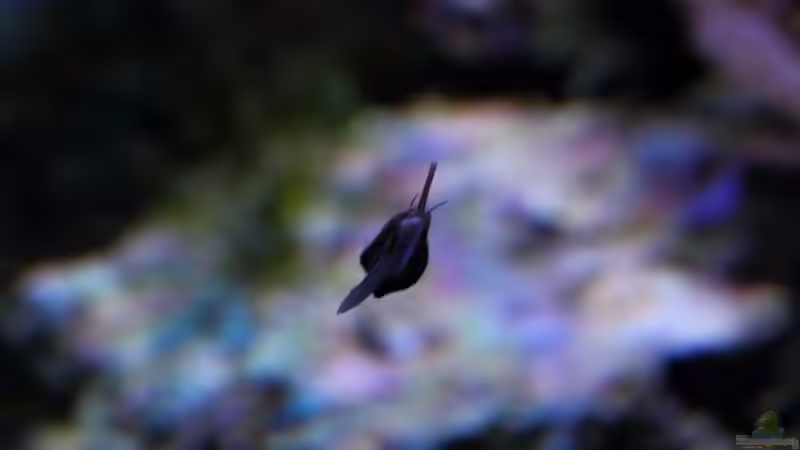 Euplica scripta ??? Täubchenschnecke von Micha (74)