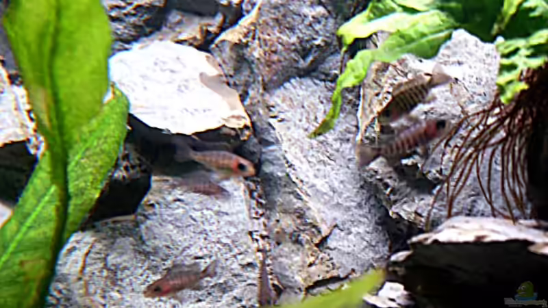 Eureka Jungtiere von Aquamichel (36)