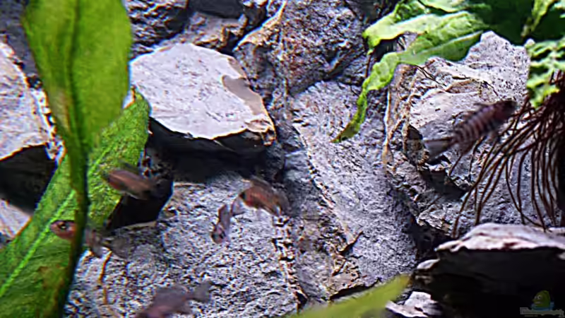 Eureka Jungtiere von Aquamichel (37)