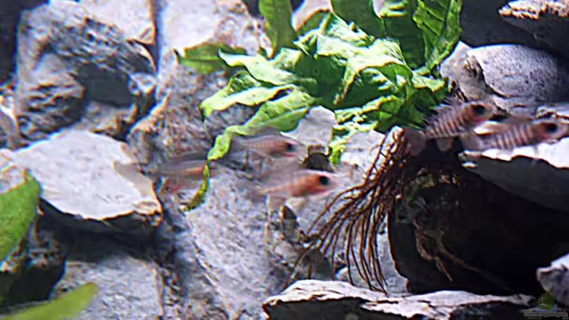 Eureka Jungtiere von Aquamichel (38)