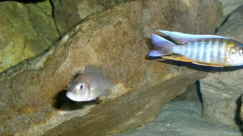 Eureka Männchen von di Stefano (13)